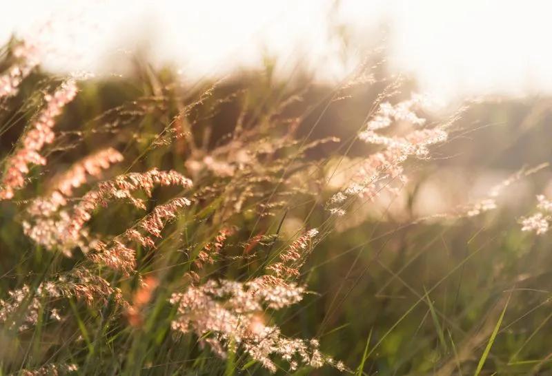 Image d’un champ avec des herbes illuminées par le soleil, illustrant la Walking Thérapie pratiquée à Toulouse par Mélissa Vidal.